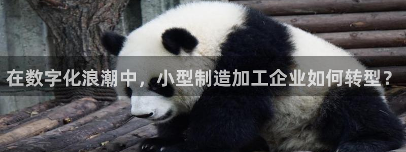 乐发Iv彩票官方平台